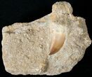 Small Rooted Mosasaur Tooth In Matrix #14253-1